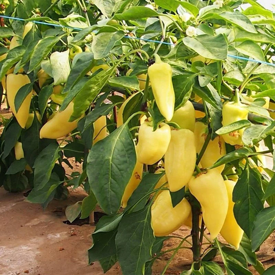 Sweet Pepper Monanta Seeds Open-Pollinating Non Gmo For Planting | 204549