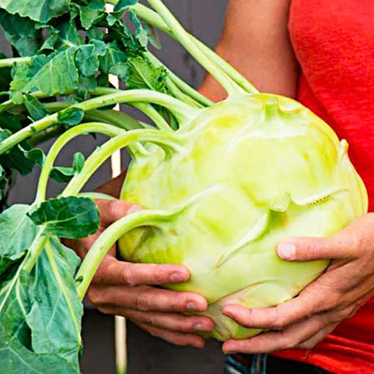 Cabbage Seeds Kolrabi Giant About 100