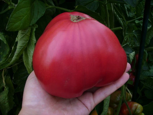 Seeds Tomato Pink Honey Delicacy Sweet Mid-Ripe Juicy Tasty Fragant Vegetable Seeds From Ukraine