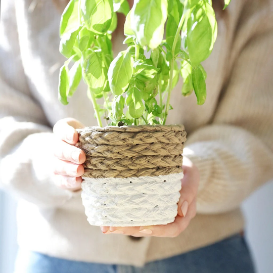 Sass & Belle Small White Dip Cement Basket Planter, H10.5cm