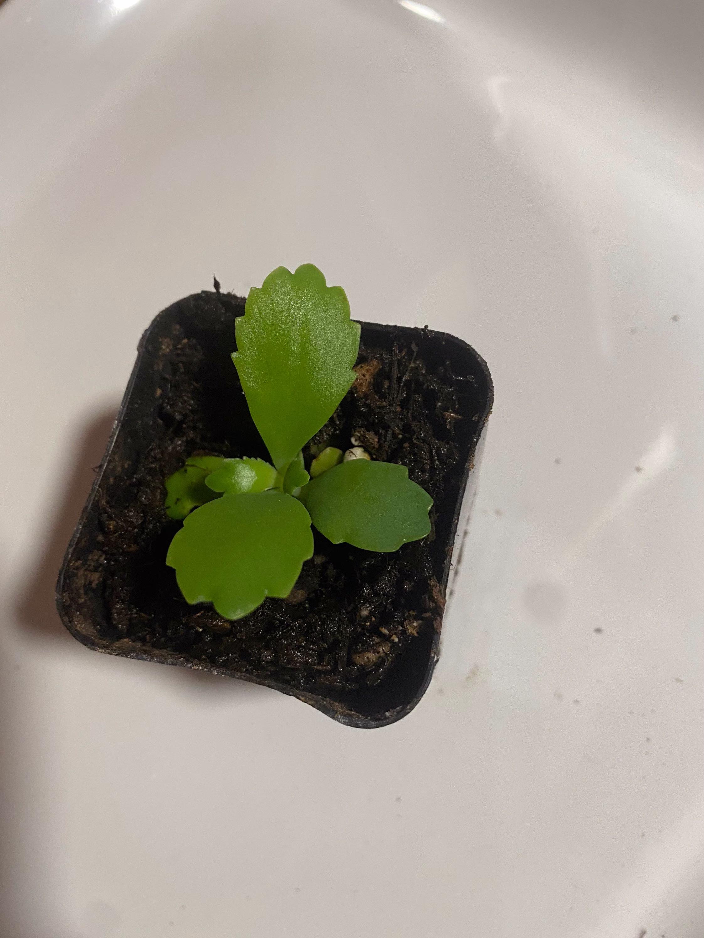Mother Of Thousands Live Plant Seedling