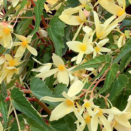 Begonia Bolivian Copacabana F1 Yellow Seeds Annual Flowering Non Gmo For Planting | 204777