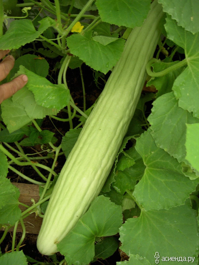 Cucumber Seeds Armenian F1