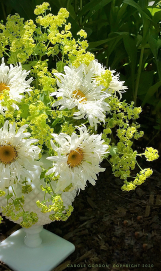 50+/ Lady's Mantle Seeds Fresh 2022 Alchemilla Mollis Perennial Usa Grower