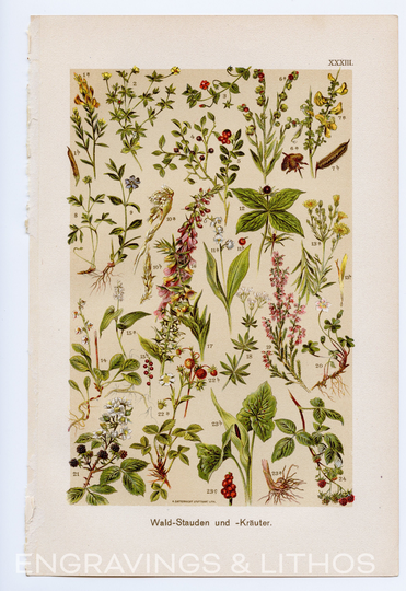 Perennial Plants, Herbs - Original Chromolithograph 1900