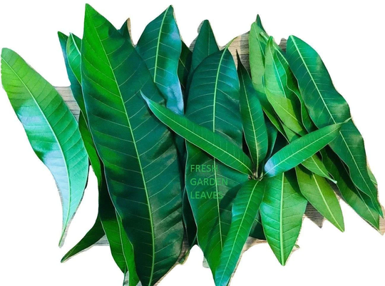 Fresh Mango Leaf From Florida Free Shipping