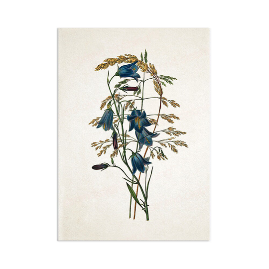 Antique Botanical Art Print Poster Vintage Wall Flowers Floral Bluebell Harebell Nature Leaf Plant Illustration Victorian Beautiful A3