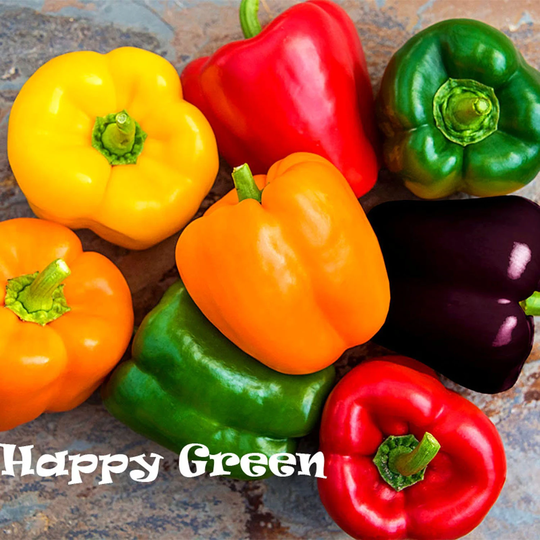 Sweet Bell Pepper Mix - 100 Seeds Purple Green Red Orange Yellow Easy To Grow Capsicum Annuum Indoor Vegetable Plant
