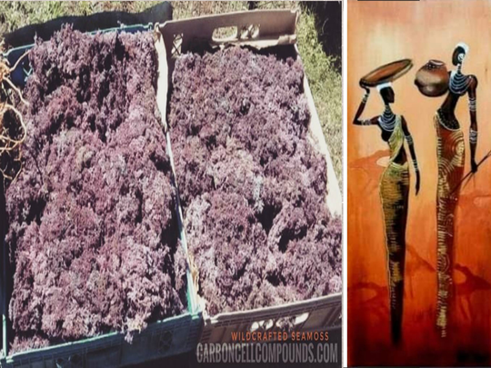 Purple Seamoss | Country Of Origin. Jamaica Free Shipping
