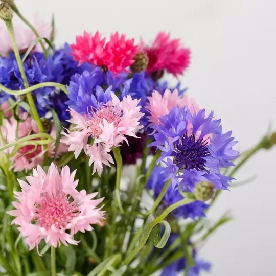 1000 cornflower blue boys. Produces hardy annuals, cut flower varieties. Clear bright blue. Sow seeds in open fields.