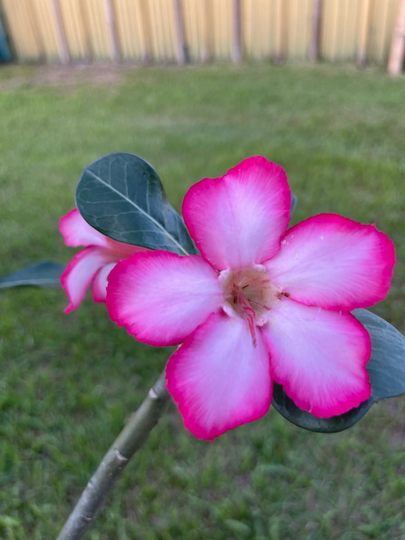 Adenium Obesum, Desert Rose Double Layer
