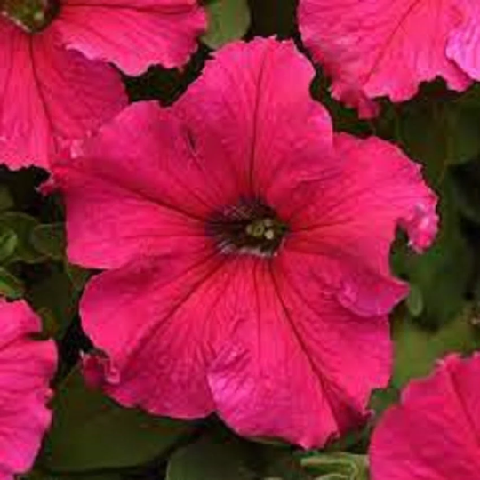 Bin#1R7D3 Petunia Seeds Supercascade Rose 50 Thru 500 Pelleted Super Cascade