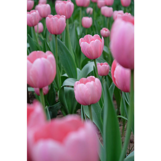 10Pcs Bag Beautiful and Colorful Perfume Tulip Flower Seeds High-Grade Rainbow Flower Bonsai Seeds Home Garden Plant-pink