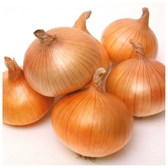Onion Tkachenkіvska Seeds Heirloom Non Gmo For Planting | 203052