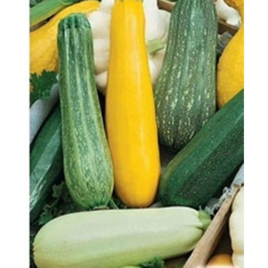 Squash - Zucchini Carnival Mix Seeds Heirloom Non Gmo For Planting | 203358