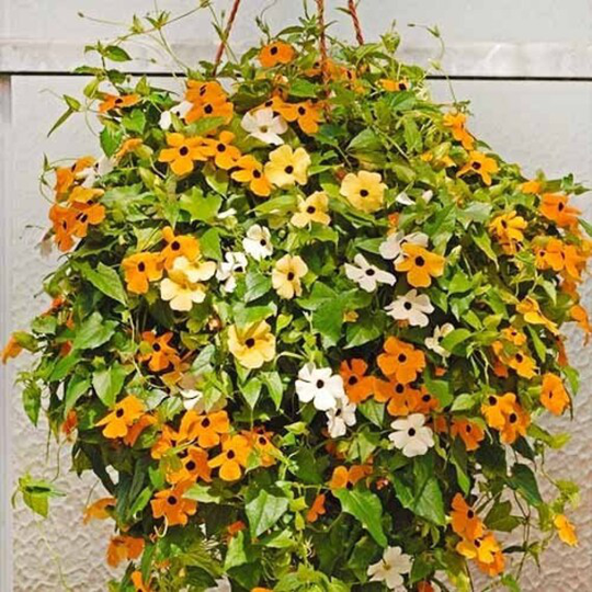 Flower Seeds Tunbergy Mix