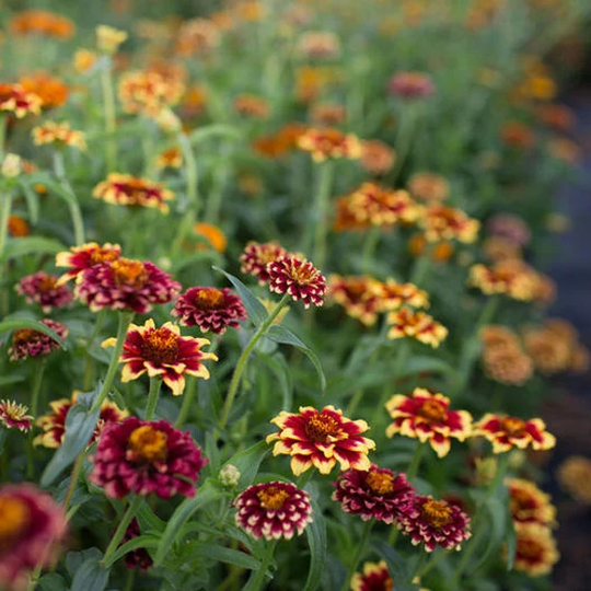 Usa Seller Whirligig Mix Zinnia 25 Seeds Heirloom Sanvitalia Procumbens
