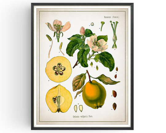 Quince - Botanical Print Vintage Fruit Art Medicinal Plant Botany Decor Kitchen Unframed