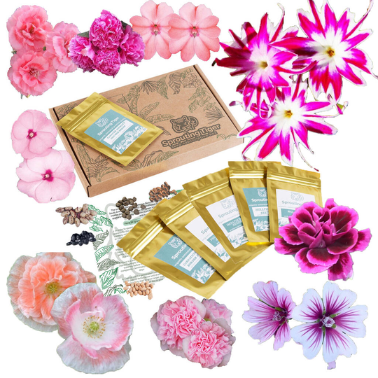 Grow Your Own Pink Bedding Flowers Gift Set