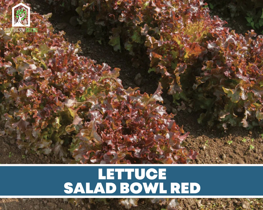 Lettuce, Salad Bowl Red - Heirloom Seeds Gmo Free Easy To Grow | Lactuca Sativa