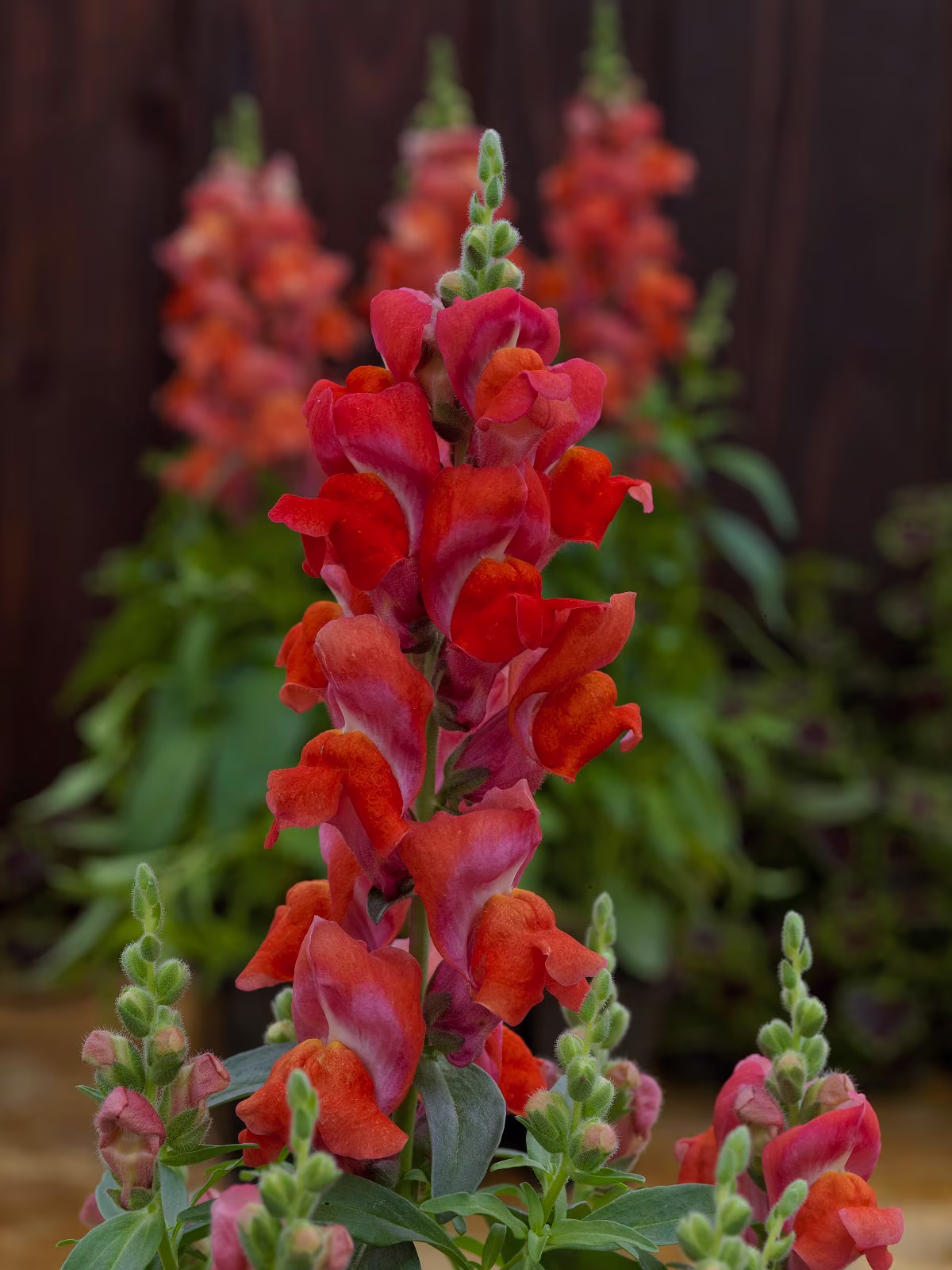 Mpb#4 Snapdragon Seeds Candy Tops Orange 50 Thru 500 Pelleted Dwarf F1