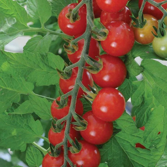 Vegetable - Tomato Cherry Sweet Aperitif 10 Premium Quality Seeds