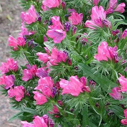 Echium Plantagineum - Rose Bedder Seed