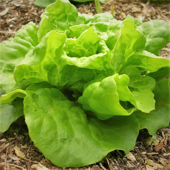 Tom Thumb Butterhead Lettuce Seeds | Lactuca Sativa Buttercrunch Bibb Head Salad Greens Spinach Vegetable Seed Non Gmo 2023 Fast Shipping