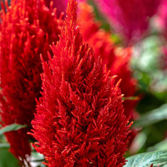 Celosia Seeds Century Fire 50 Thru 1, 000 Bulk