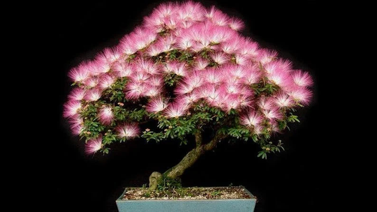 stunning Persian Silk Tree 10 Seeds