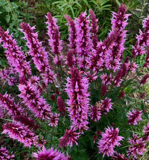 Agastache Pallida - Hybr Globetrotter Seed