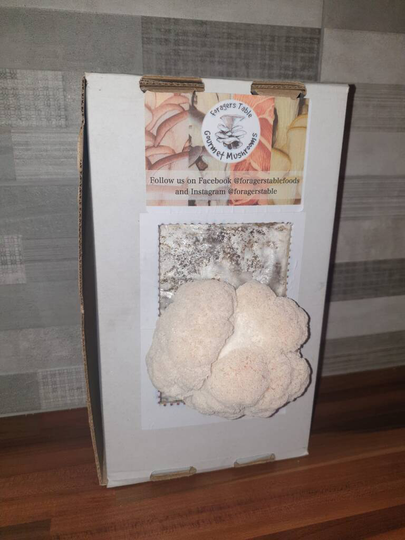 Lions Mane Mushroom Growing Kit Ready To Grow