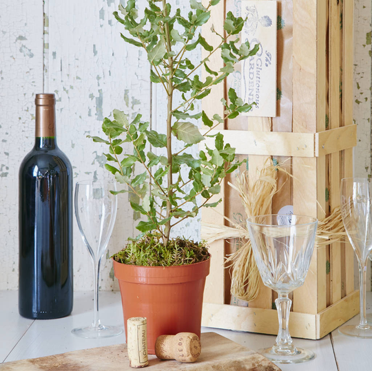 Grow Your Own Cork Oak