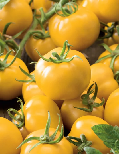 Tomato Grosse Lisse Yellow 25 Seeds | Tantalising Golden Fruits Big, Full Flavoured Fruit That Taste Like Tomatoes Australia Bush Variety
