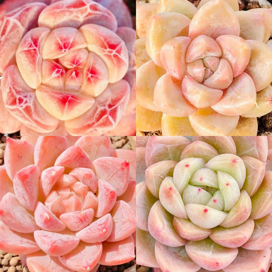 10 Seeds Mix Echeveria Sp Collection With Amazing Farina Lines /Farina Patterns Extremely Rare Recommended Succulent Meaty Plants