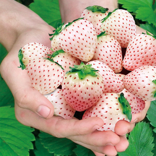 White Strawberry Seeds 200 Aromatic Fruit Seeds For Garden Terrace Balcony