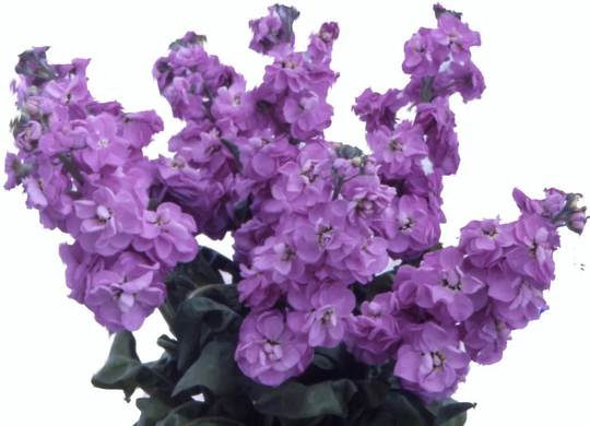 Matthiola Incana Flower Seeds Purple