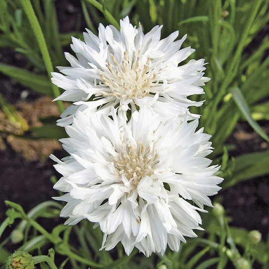 Cornflower Snowman Approx. 100 Seeds, Dwarf Cottage Garden Annual