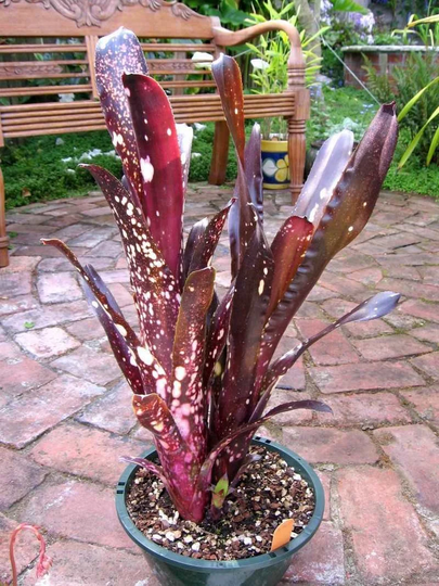 The Easiest To Grow Bromeliads, Billbergia "Hallelujah' Bromeliad. Grows 24