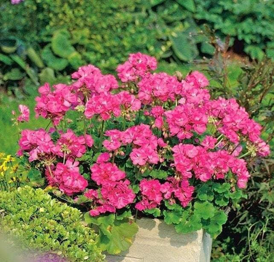 Geranium Pink Pelargonium 10 Seeds, Fresh, Easy To Grow