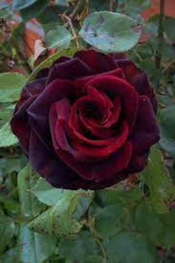 Black Magic Rose Bush Seeds 10 Seeds Per Pack