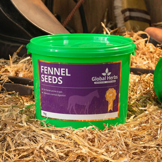 Fennel - 1 Kg - FENNEL1KG - Global Herbs