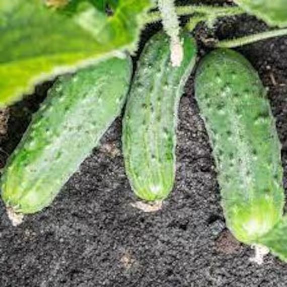 Homemade Pickles Cucumber, Us Seeds Non Gmo Organic Heirloom, Free With Order