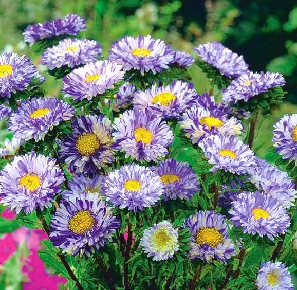 Aster Dwarf - Ribbon Blue Flowers 0.5G/100 Seeds Callistephus Chinensis Gmo Free