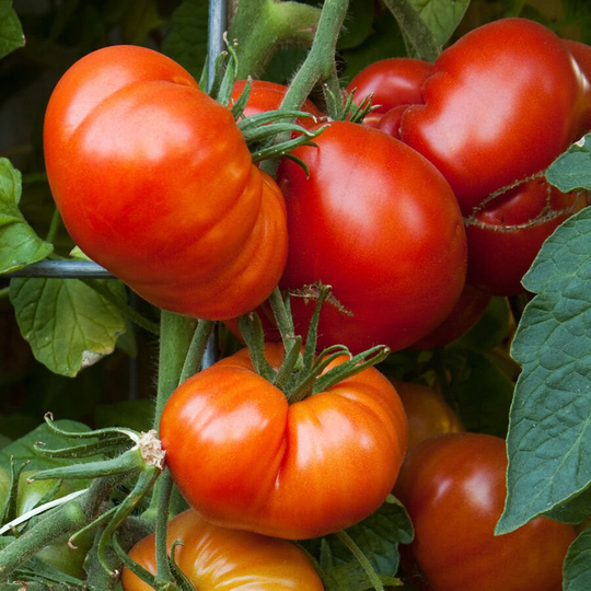 Tomato Beefmaster F1 X10 Seeds Vegetable Seed