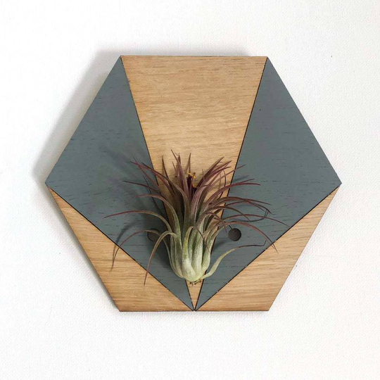 Two Tone V Hexagonal Air Plant Wall Planter