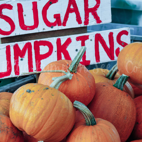 Sugar Pumpkin | Heirloom/C.pepo Seeds Pie Pumpkin Seeds, New England Pumpkin, Pumpkin, Pie Seeds