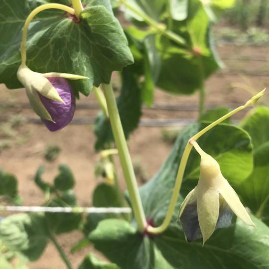 Pea Golden Sweet Snow Certified Organic Seed 75