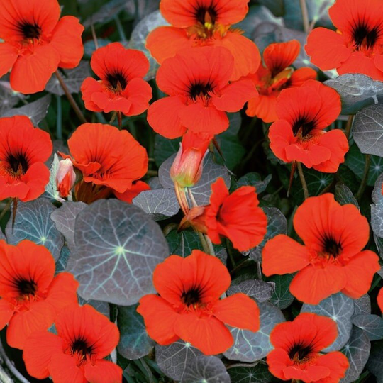 Nasturtium Empress Of India Seeds -