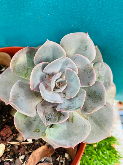 Live Rooted Echeveria Runyonii Cv